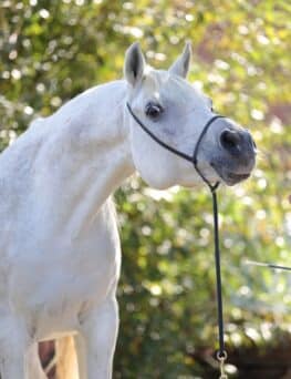 Shooting-Headstall