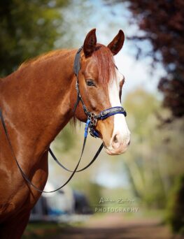 LG Bitless Bridle (with Neck Patches, without LG)