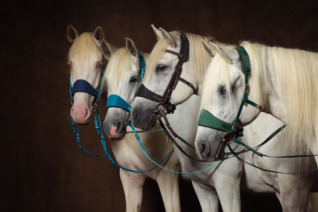 Equiteam153