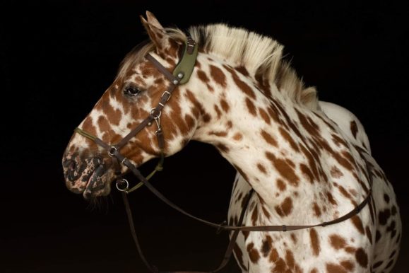 Taomero_reiten