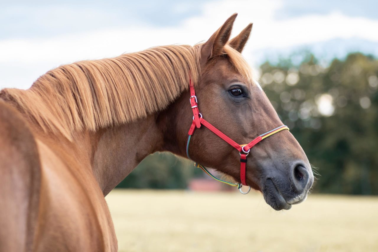 equimero3501