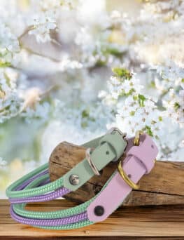 Seilhalsband-Limited Frühling