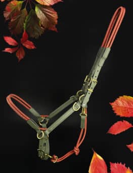 Taomero®-Limited Herbst
