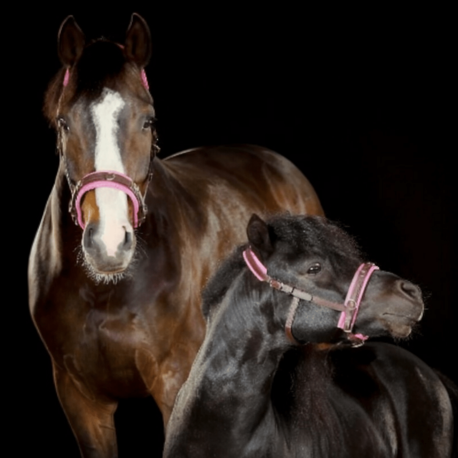 Photoroom-20251209_170709259