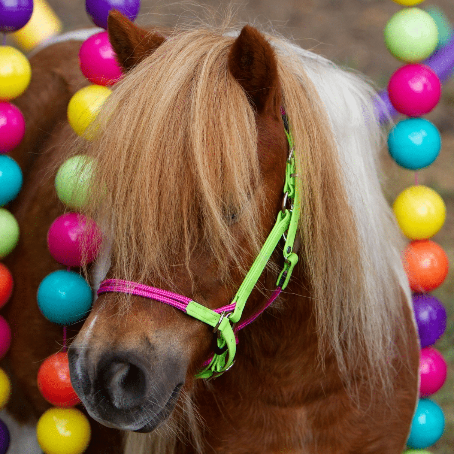 Photoroom-20251209_173602563