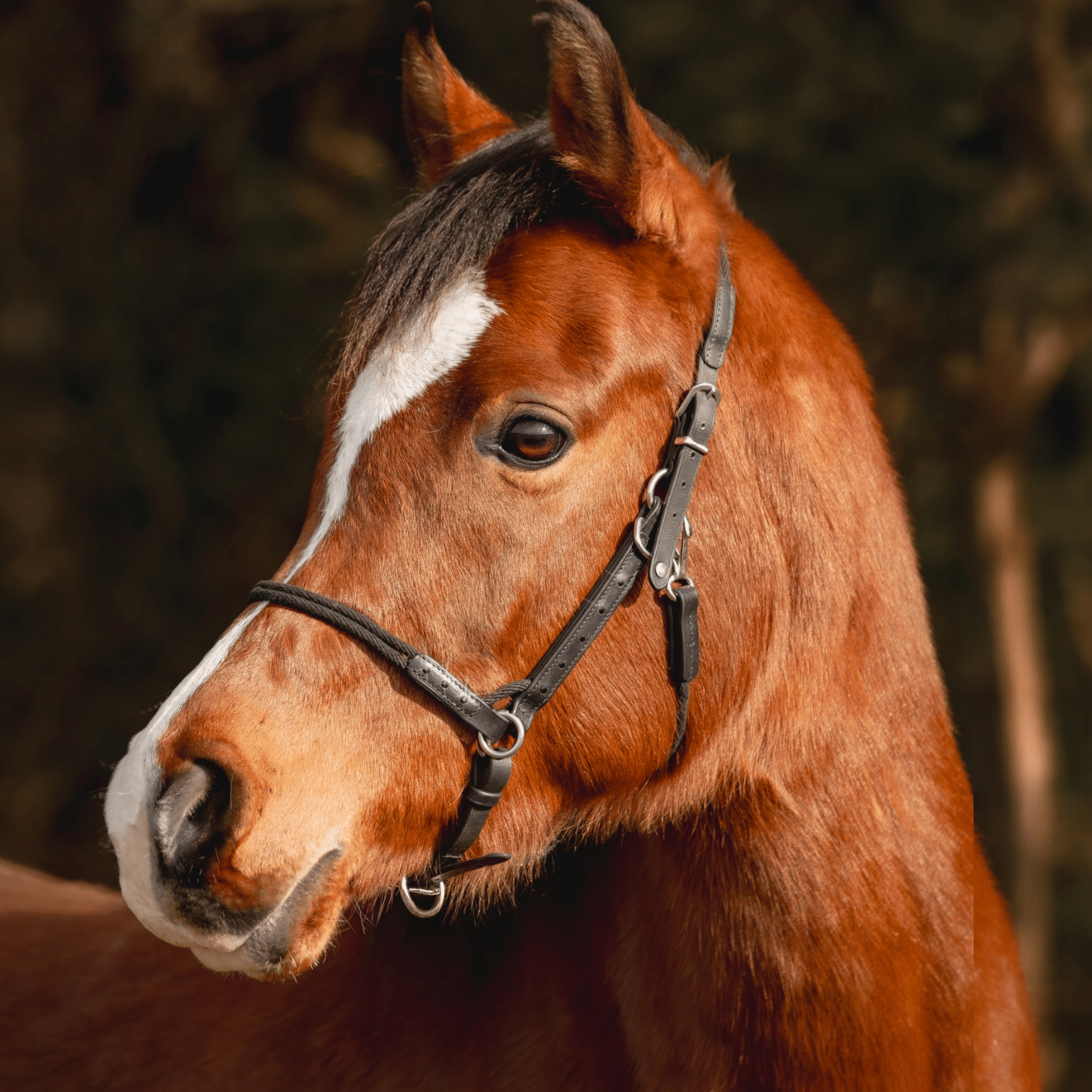 Taomero Leder Glitzer 01